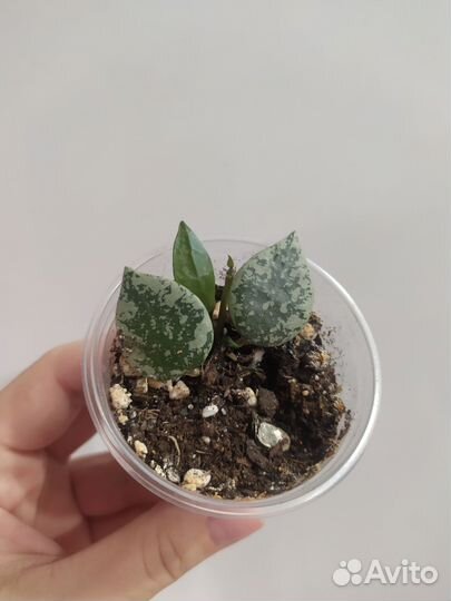 Хойя лакуноза