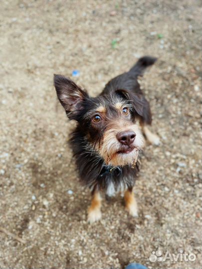 Маленькая собака ищет дом