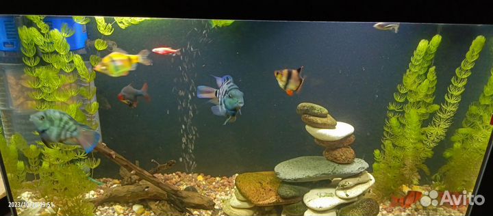 Аквариум