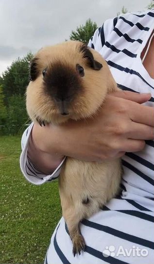 Морская свинка