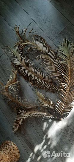 Декор (ветки цикаса высушенные )