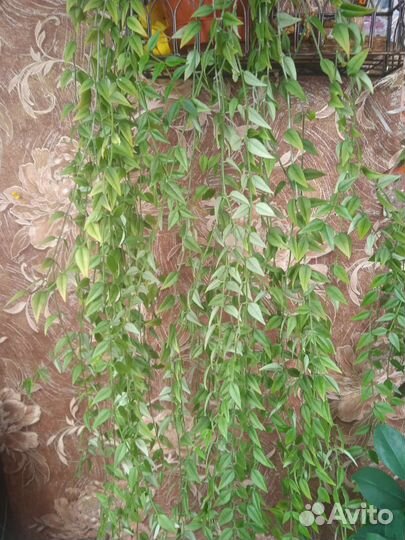 Хойя Белла. Красиво цветущая лиана