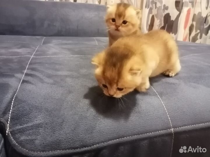 Кошки
