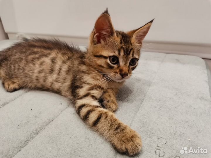 Кошки в добрые руки