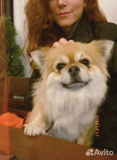 Выгульщик собак/ Передержка собак и кошек