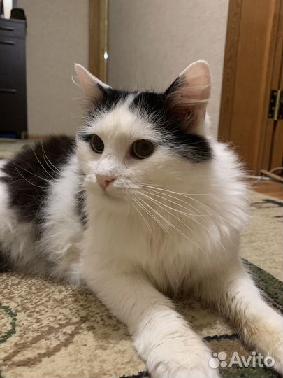 Отдам котика в добрые руки
