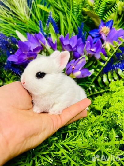 Элитные ручные кролики