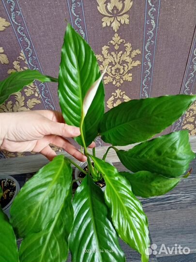 Спатифиллум