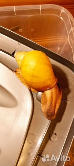 Улитка архахатина овум