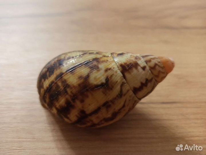 Морская раковина