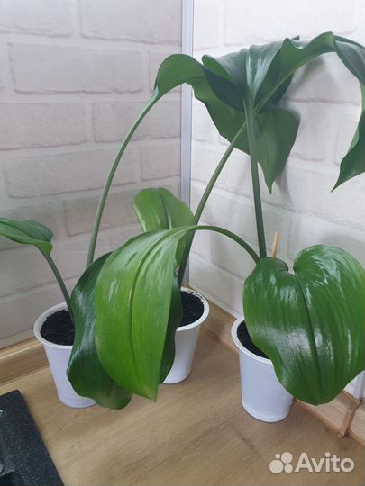 Эухарис амазонская лилия