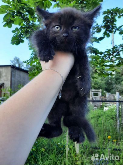 Спасенный котенок в добрые руки