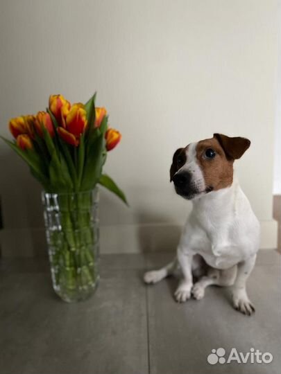 Вязка джек Рассел терьер