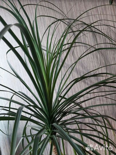 Налина пальма 1м