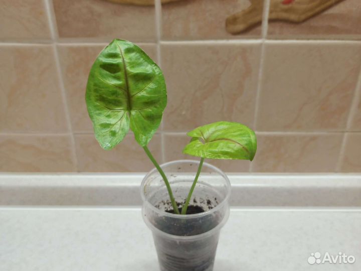 Сингониумы