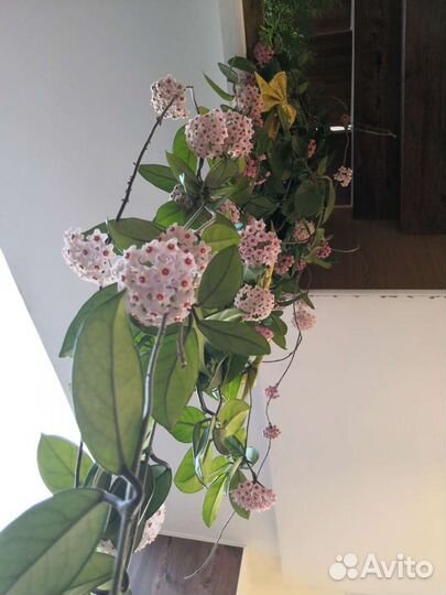 Хойя карноза, укорененные черенки