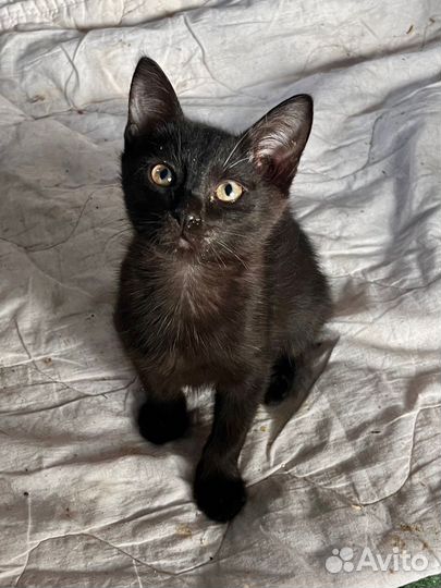 Котик, 7 месяцев