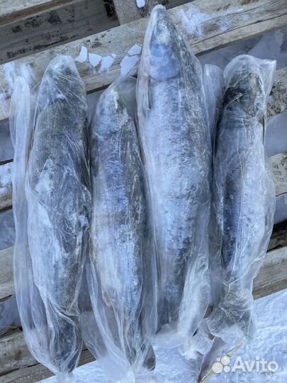 Рыба Кета штучной заморозки