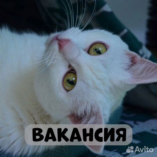 Сотрудник в котокафе