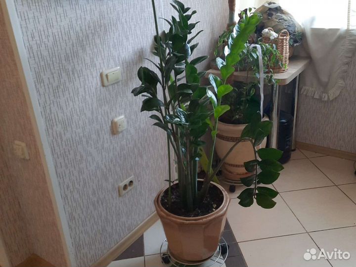 Цветы комнотные