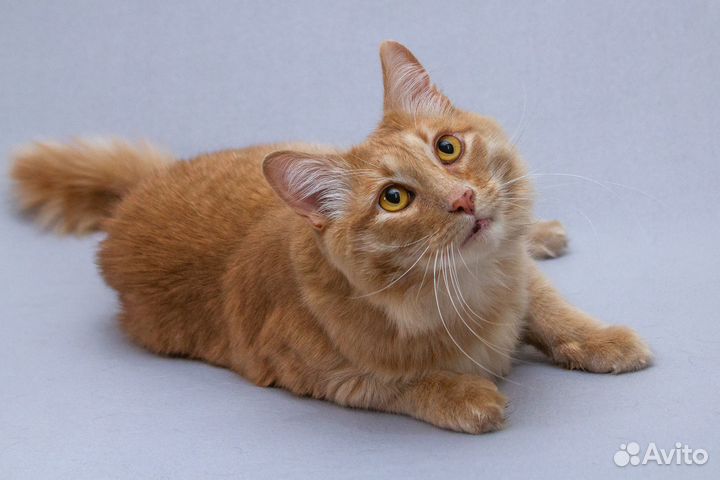 Кот Симба, прекрасный, как лев