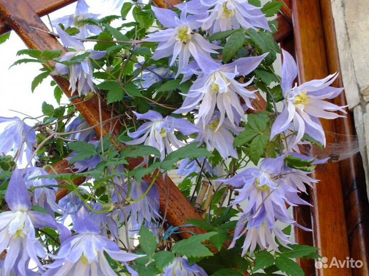 Княжики, 6 сортов, 2 литра