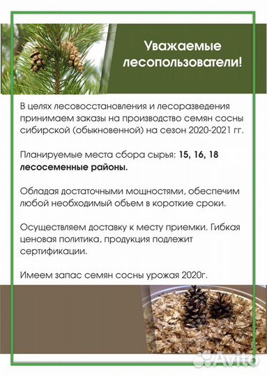 Семена сосны