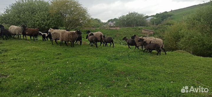 Овцы, матки, ягнята