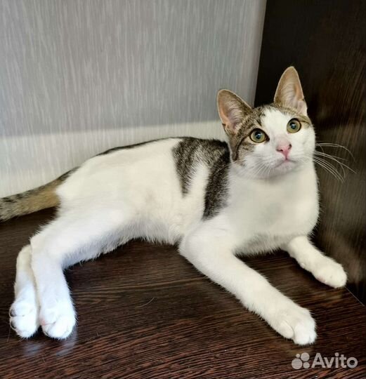 Очень ласковый Бублик ищет дом