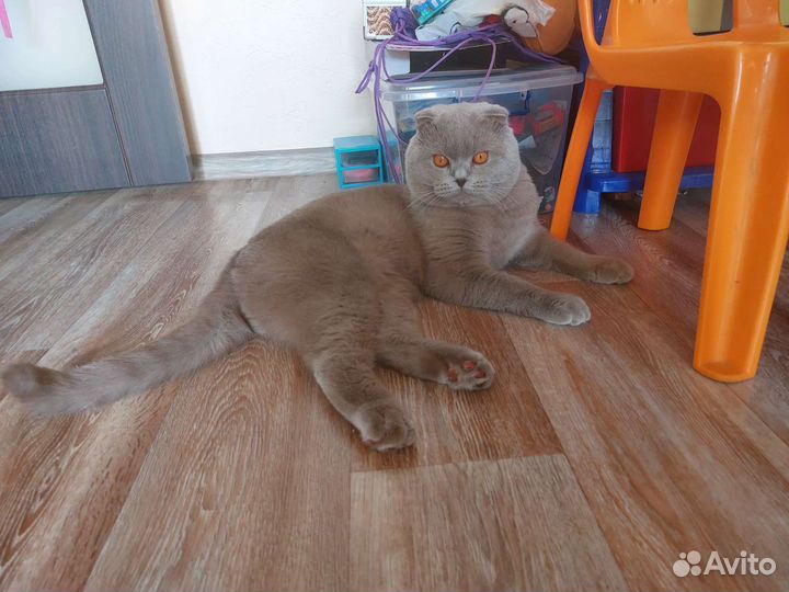 Британский кот на вязку