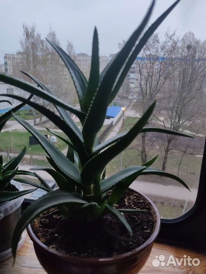 Алоэ лечебный