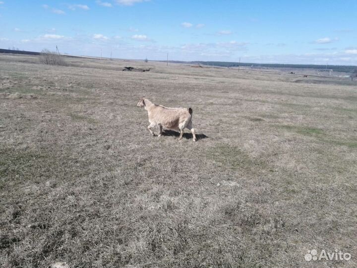 Англонубийские дойная коза