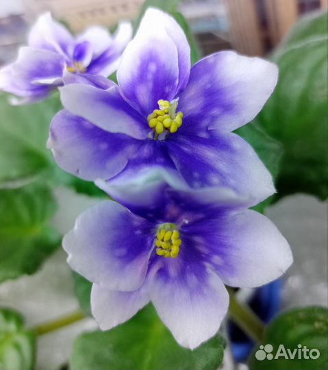 Фиалки сортовые