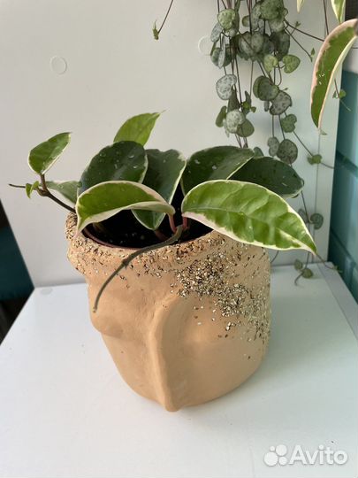 Хойя Кримсон Квин (Krimson queen)