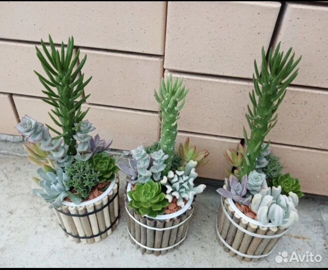 Литопсы живые камни, кактусы