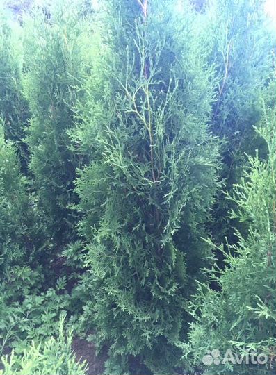 Туя Брабант