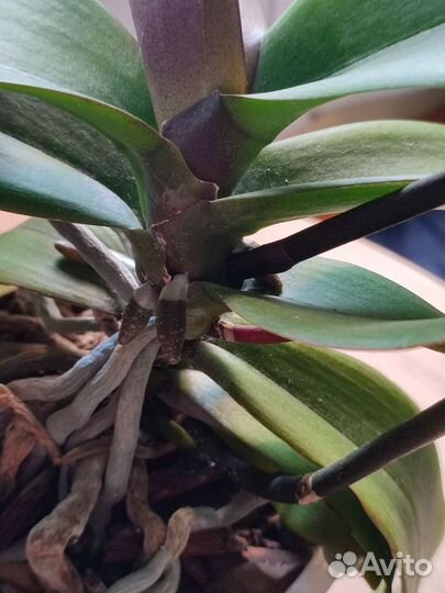 Орхидея фаленопсис Stellenbosch