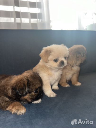 Щенки пекинеса