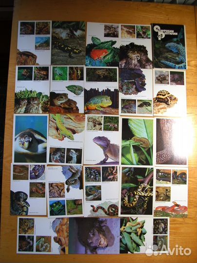Открытки животных,пресмыкающихся,рыб и бабочек