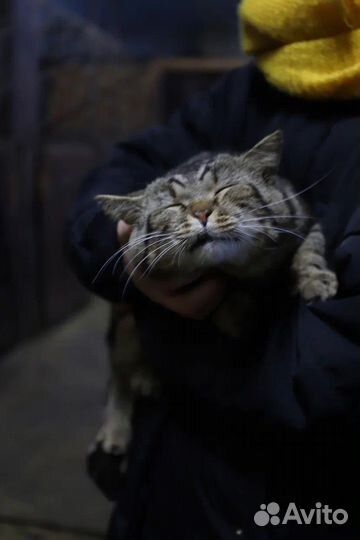 Особенный кот в добрые руки