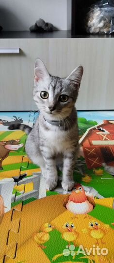 Кошка в дар