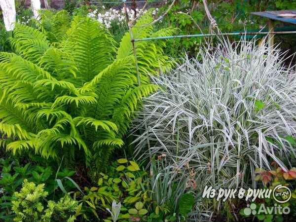 Папоротник, страусник