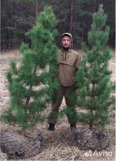 Саженцы сибирского кедра