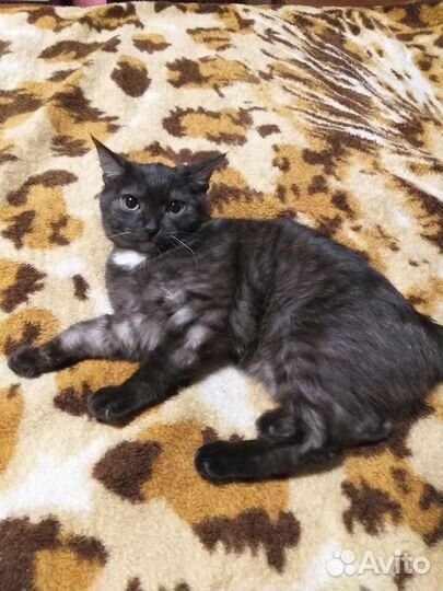 Красивая кошечка