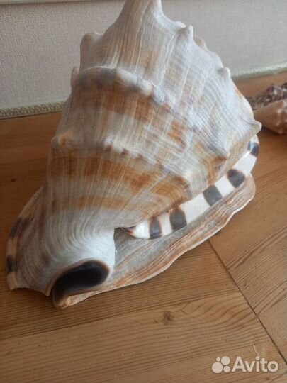 Морская раковина 