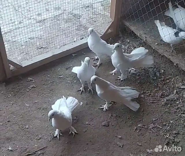 Продажа бакинских голубей