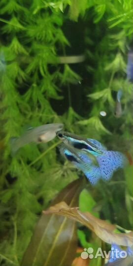 Гуппи чистая линия