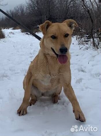 Витаминка. Обнимательная собака в добрые руки