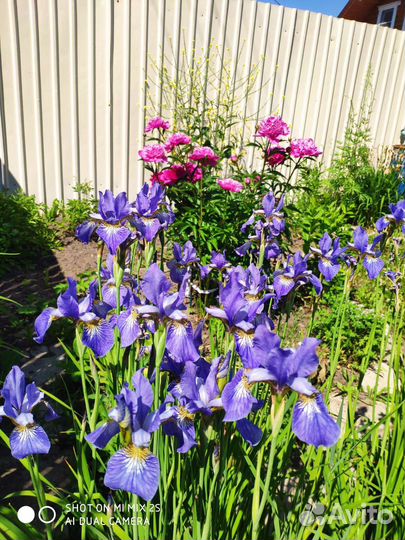 Хоста, Октябрина, Пеларгония