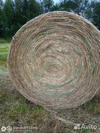 Сено в рулонах